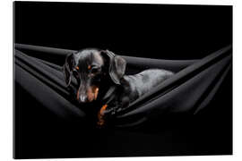 Gallery print Pensive Dachshund