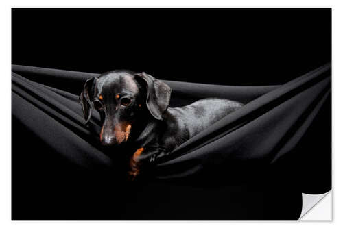 Vinilo para la pared Pensive Dachshund