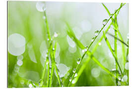 Gallery print Grass dew