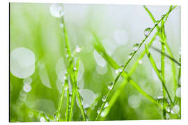 Magnettafel regennasses Gras