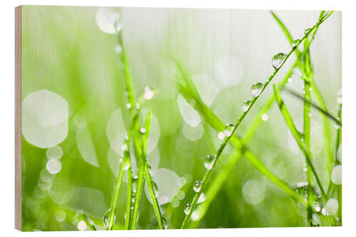 Puutaulu rain-wet grass