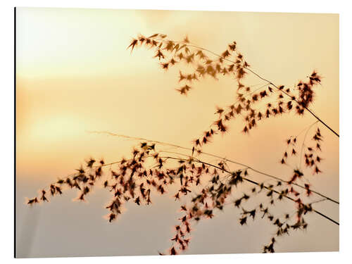 Aluminium print Grasses in the evening light