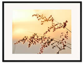 Gerahmter Kunstdruck Gräser im Abendlicht