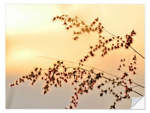 Selvklæbende plakat Grasses in the evening light