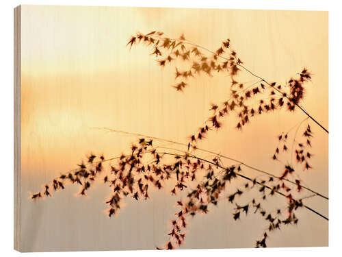 Wood print Grasses in the evening light