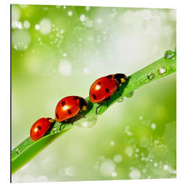 Magnettafel Drei kleine Käfer