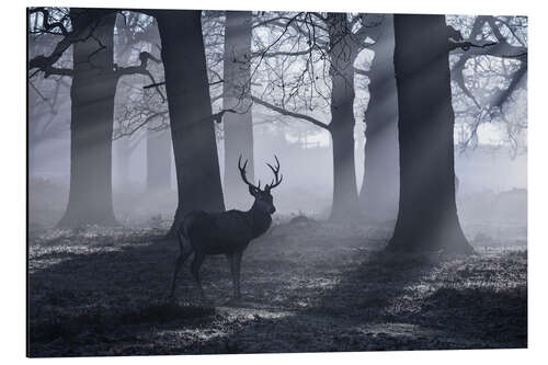 Tableau en aluminium A male red deer stag waits in the early morning mists of Richmond park, London.