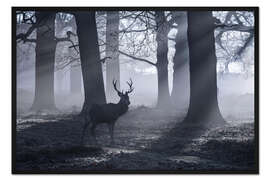 Gerahmter Kunstdruck A male red deer stag waits in the early morning mists of Richmond park, London.