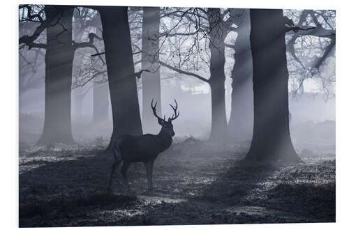 Foam board print A male red deer stag waits in the early morning mists of Richmond park, London.