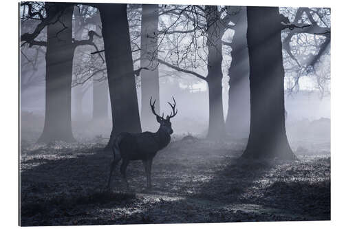 Gallery print A male red deer stag waits in the early morning mists of Richmond park, London.