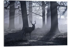 Galleriprint A male red deer stag waits in the early morning mists of Richmond park, London.