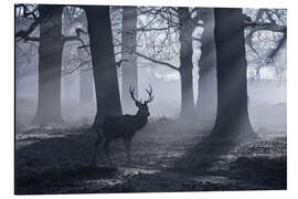 Magnettafel A male red deer stag waits in the early morning mists of Richmond park, London.