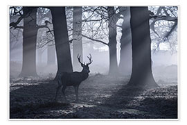 Tableau  A male red deer stag waits in the early morning mists of Richmond park, London. - Alex Saberi