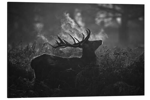 Aluminium print A large male deer stag bellows out in a cold winter landscape of Richmond park, London.