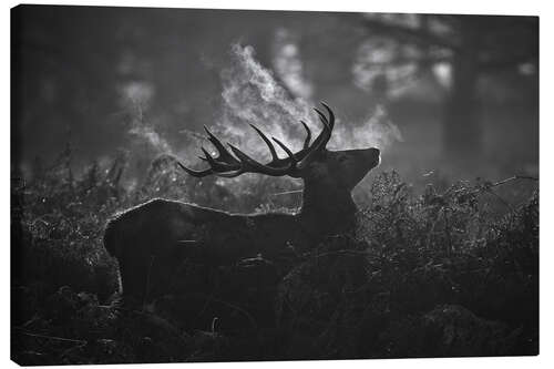 Leinwandbild A large male deer stag bellows out in a cold winter landscape of Richmond park, London.