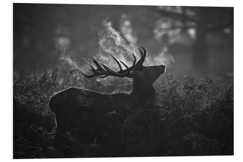 Bilde på skumplate A large male deer stag bellows out in a cold winter landscape of Richmond park, London.