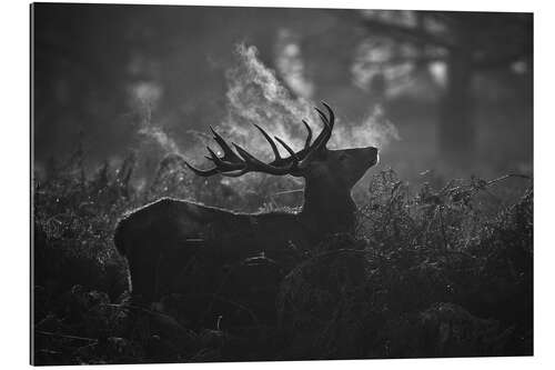 Gallery Print A large male deer stag bellows out in a cold winter landscape of Richmond park, London.