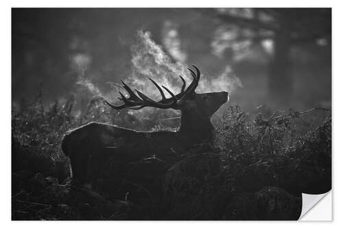 Sisustustarra A large male deer stag bellows out in a cold winter landscape of Richmond park, London.