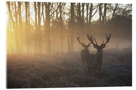 Akryylilasitaulu  Two deers in Richmond Park, London - Alex Saberi
