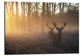 Alubild  Zwei Hirsche in einem nebligen Wald in Richmond Park, London - Alex Saberi