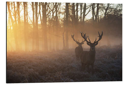 Aluminium print Two deers in Richmond Park, London