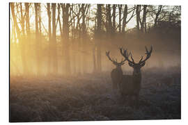 Alubild  Zwei Hirsche in einem nebligen Wald in Richmond Park, London - Alex Saberi