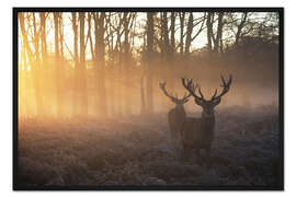 Gerahmter Kunstdruck Zwei Hirsche in einem nebligen Wald in Richmond Park, London