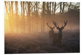 Foam board print Two deers in Richmond Park, London