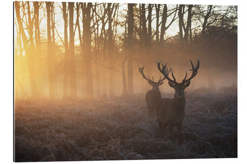 Gallery print Two deers in Richmond Park, London