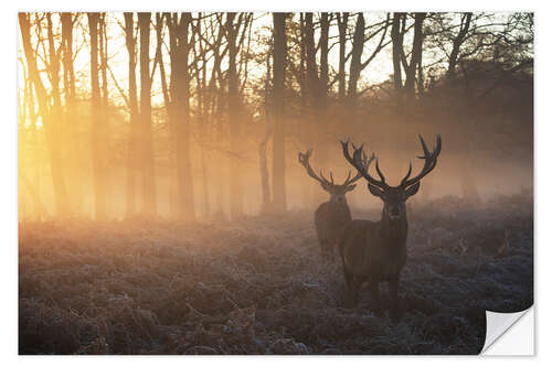 Naklejka na ścianę Two deers in Richmond Park, London