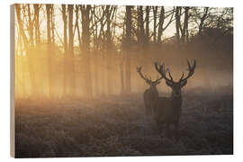 Holzbild  Zwei Hirsche in einem nebligen Wald in Richmond Park, London - Alex Saberi