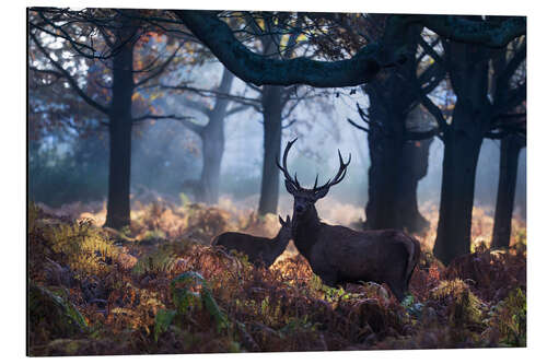 Cuadro de aluminio A red deer stag in a misty forest in Richmond park, London.