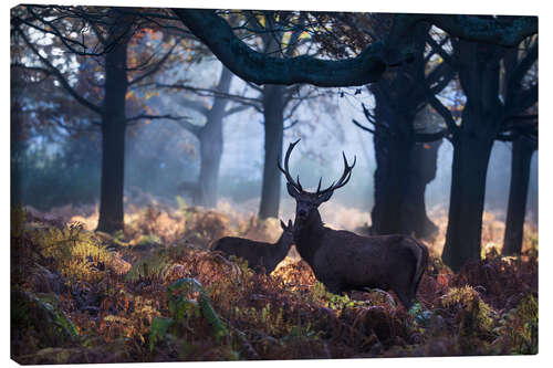 Tableau sur toile Un cerf à Richmond Park, Londres