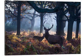 Gallery print A red deer stag in a misty forest in Richmond park, London.