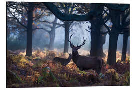 Magnettafel A red deer stag in a misty forest in Richmond park, London.