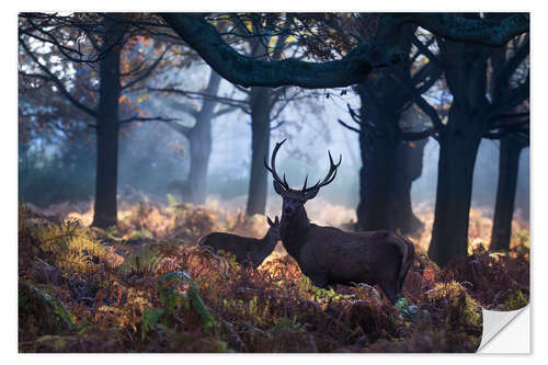 Naklejka na ścianę A red deer stag in a misty forest in Richmond park, London.