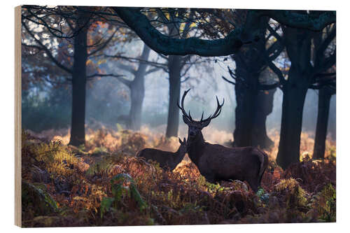 Tableau en bois Un cerf à Richmond Park, Londres