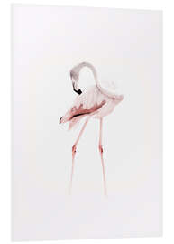 Foam board print The Flamingo