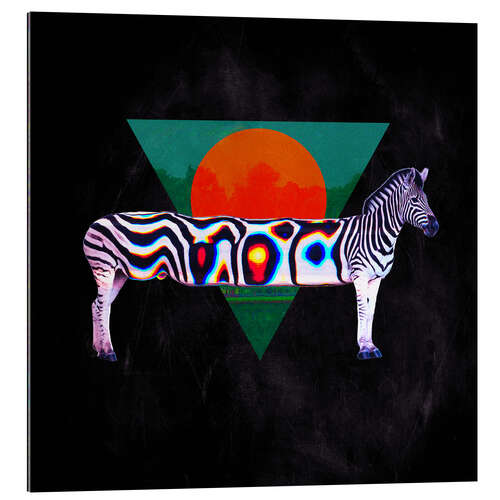 Stampa su plexi-alluminio Zebra