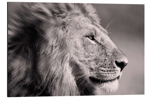 Aluminium print The Lion King