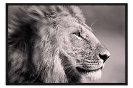 Gerahmter Kunstdruck Der König der Löwen