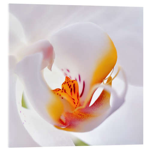 Acrylic print orchid macro