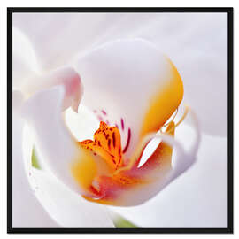 Gerahmter Kunstdruck Orchidee Makro