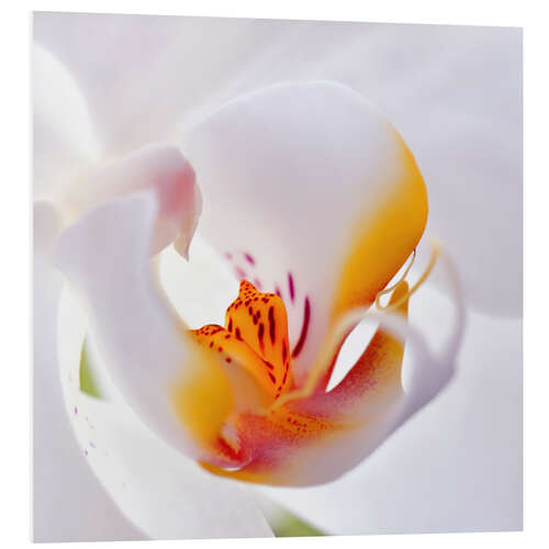 Stampa su PVC orchid macro