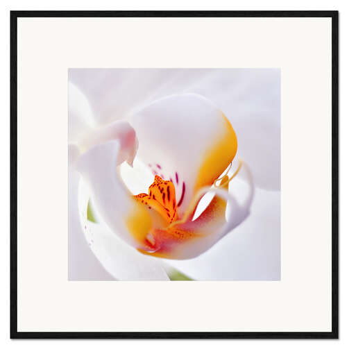 Impresión de arte enmarcada orchid macro