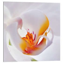 Gallery print orchid macro