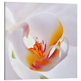 Magnettafel Orchidee Makro