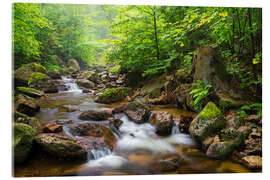 Acrylic print Harz Forest