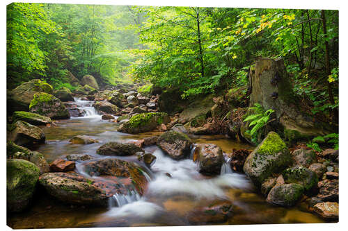 Canvas print Harz Forest