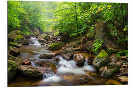 Gallery print Harz Forest